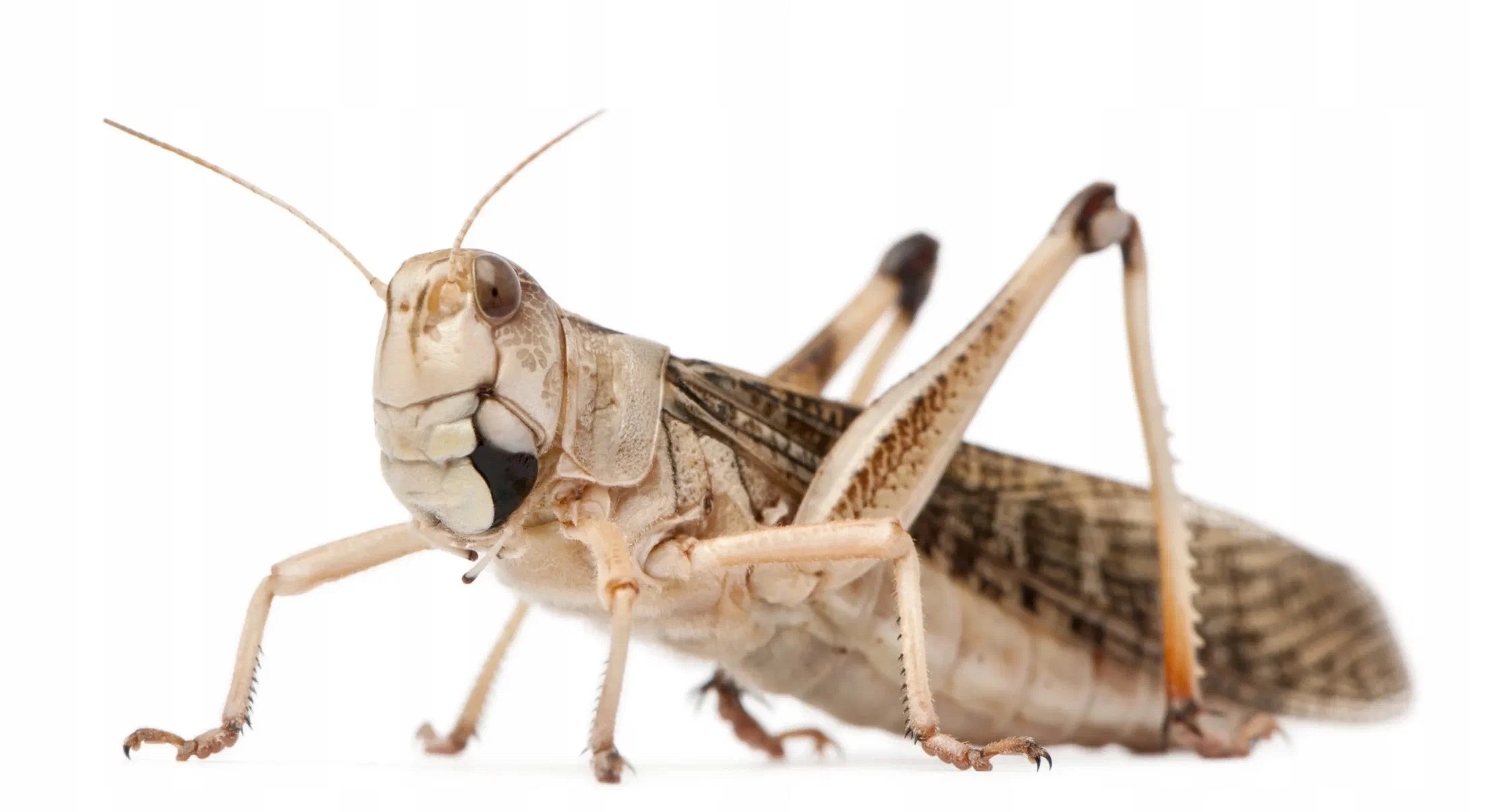 Саранча перелетная средняя (Locusta migratoria)- 1 шт. ( контейнер приобретается отдельно )