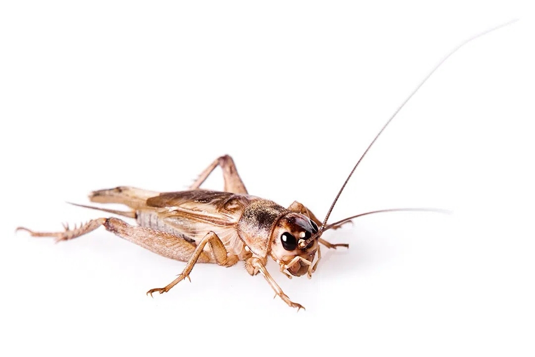 Сверчок домовый (Acheta domesticus) крупный (1,5 - 2 см) - 500 шт (коробка)