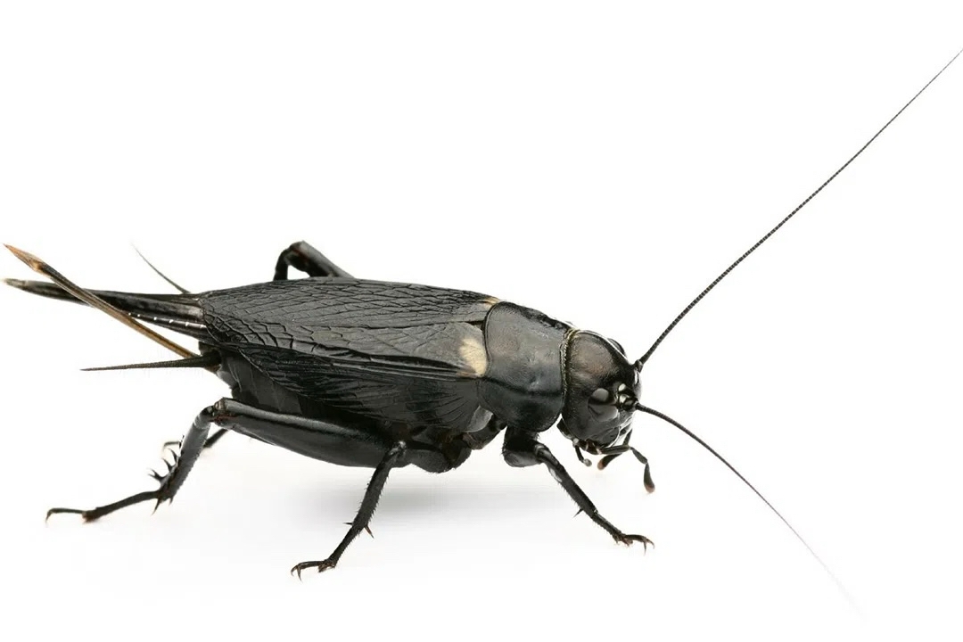 Сверчок двупятнистый (Gryllus bimaculatus) средний (1-1,5 см) - 500 шт (коробка)